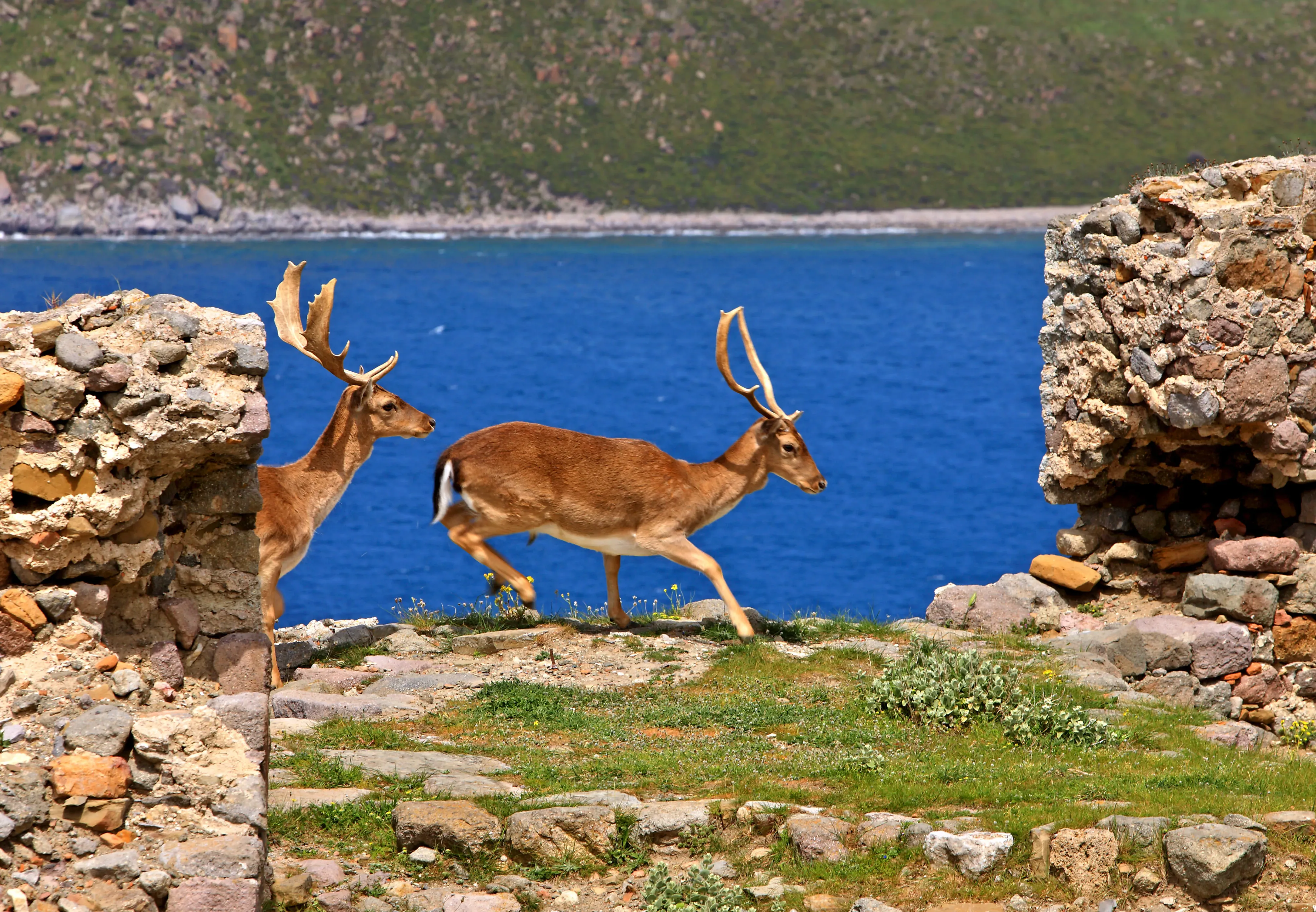 travelgo.gr