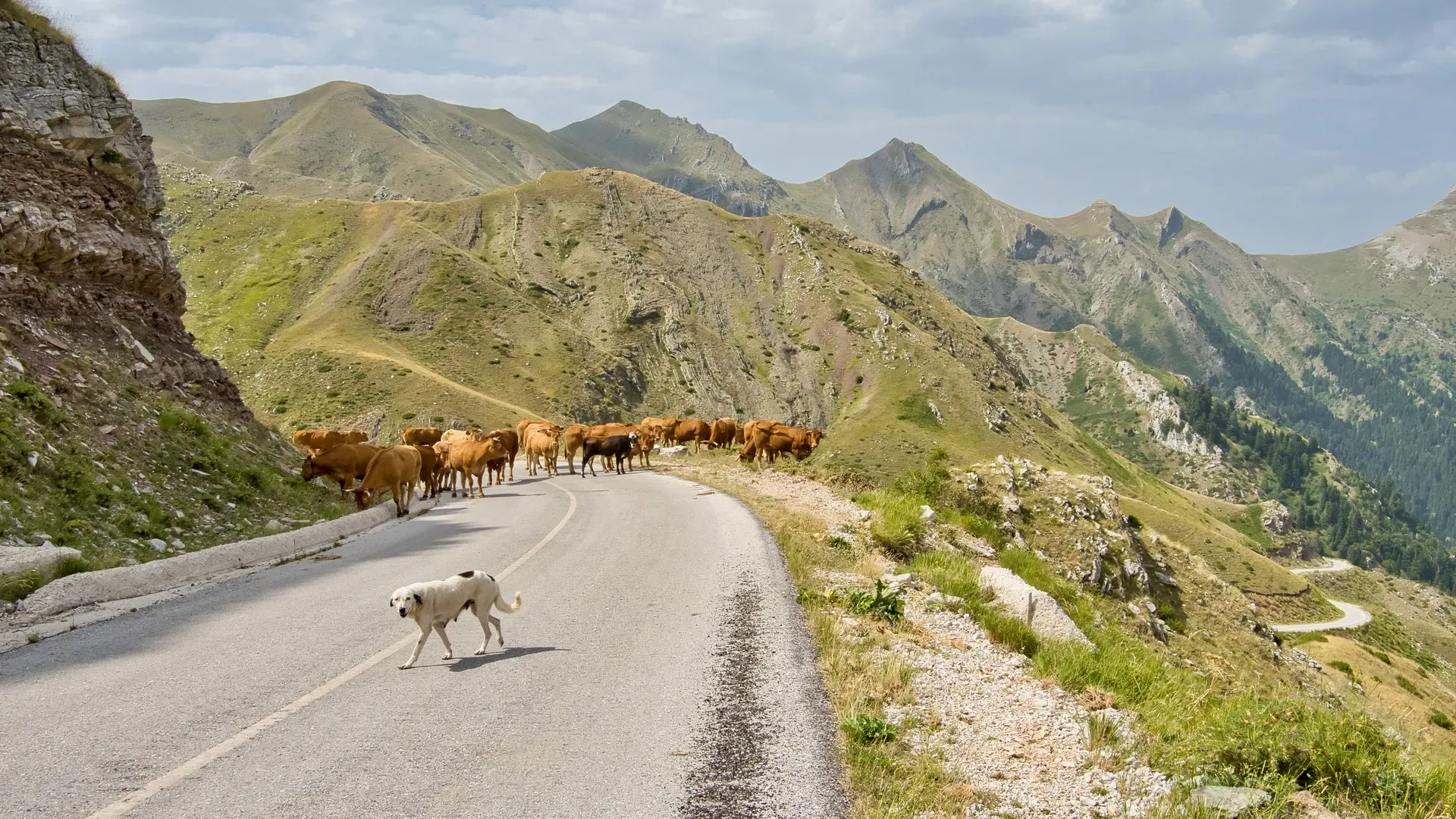 travelgo.gr