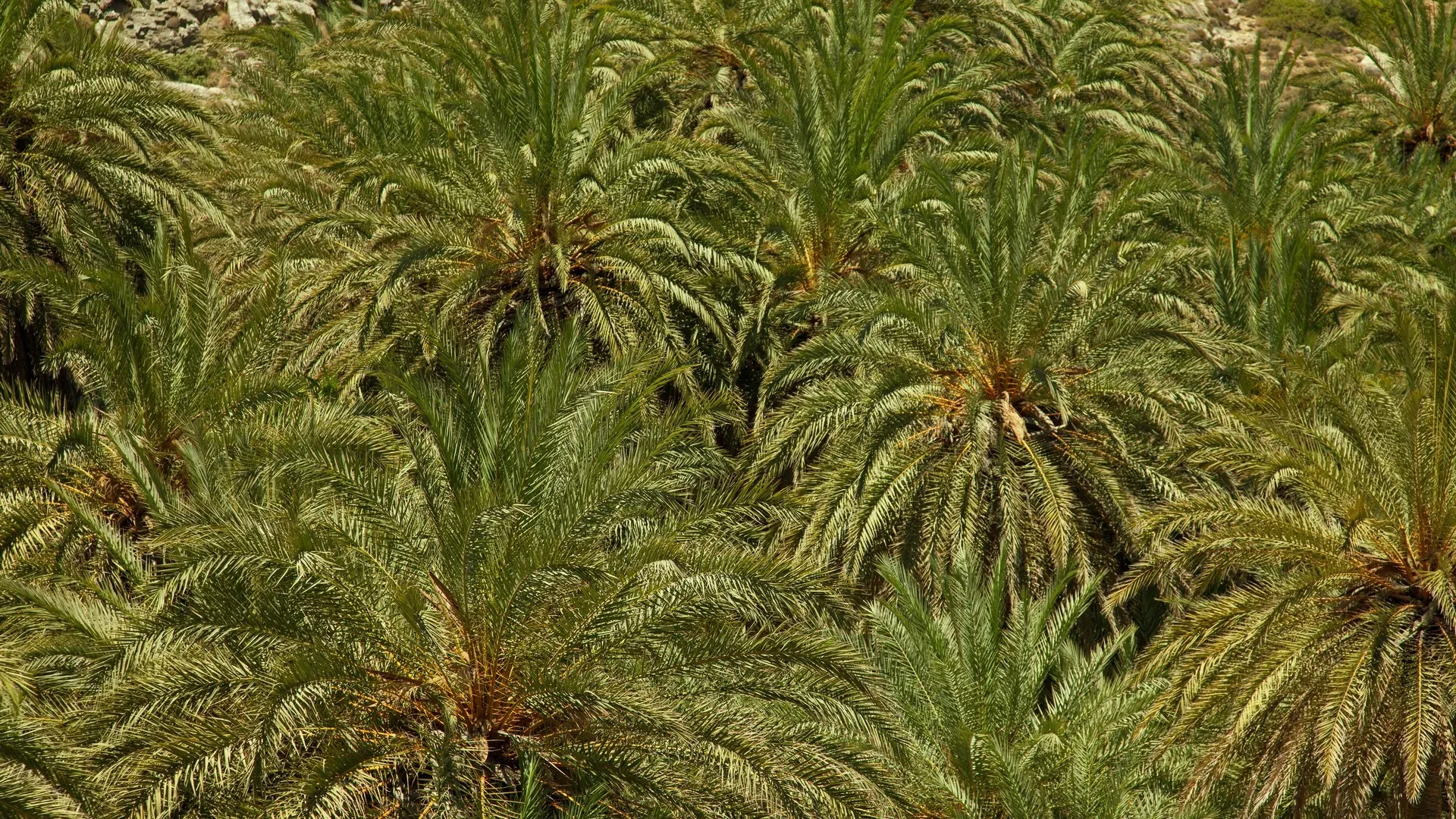 Vai Palm Forest: The tropical corner of eastern Crete