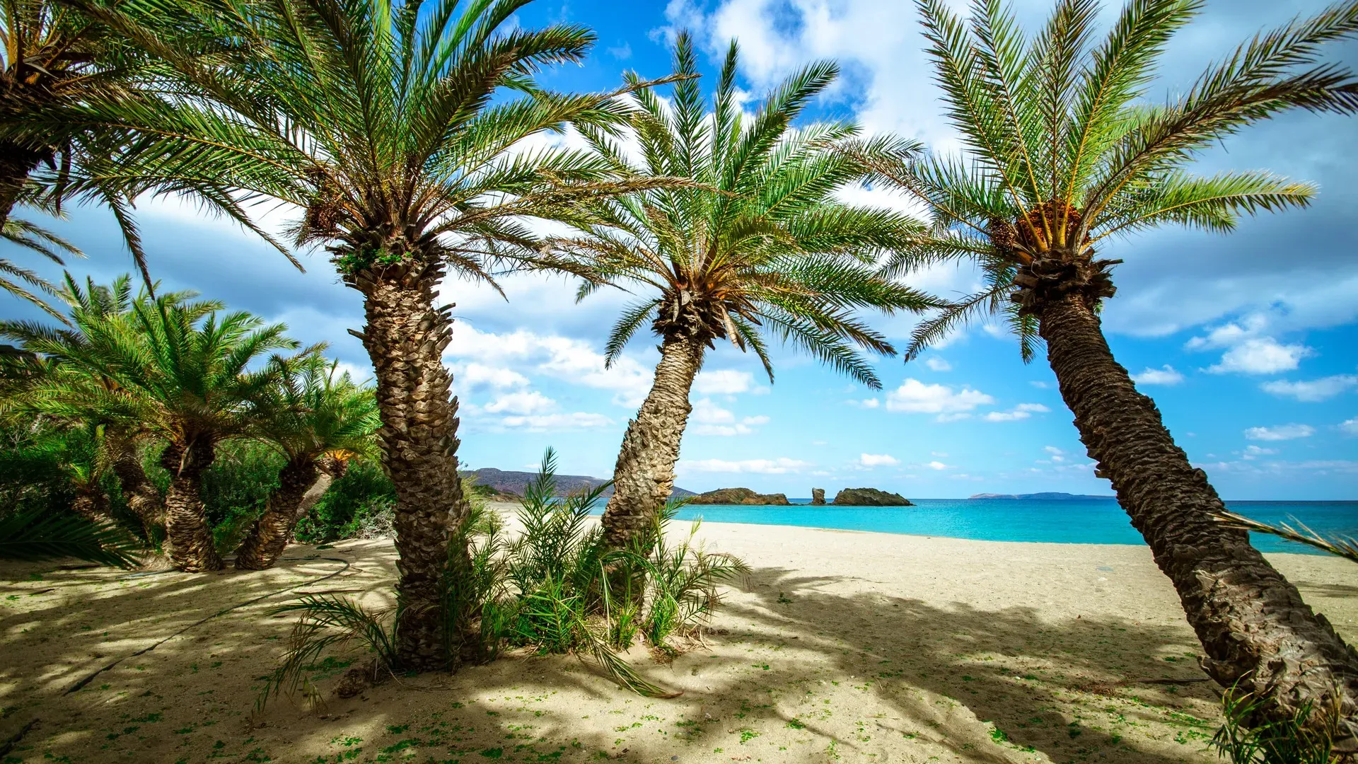 Vai Palm Forest: The tropical corner of eastern Crete