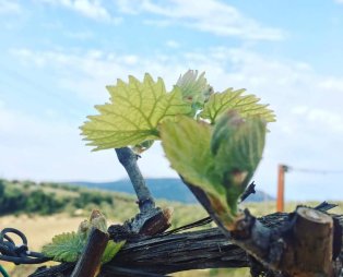 Barafakas Winery