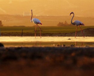 5 πράγματα που πρέπει να δείτε στη Λάρνακα