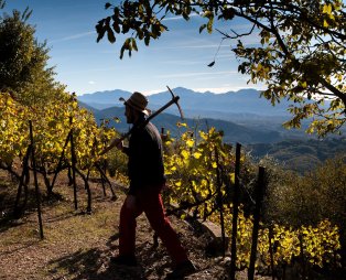 Zoinos Winery: Εκλεκτά οινικά προϊόντα από τη Ζίτσα Ιωαννίνων