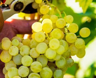 Zoinos Winery: Εκλεκτά οινικά προϊόντα από τη Ζίτσα Ιωαννίνων