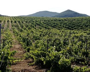 Monemvasia Winery: A journey through time with Malvasia wine as the vehicle