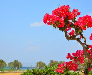 Seagull Rooms: Απολαύστε την απόλυτη χαλάρωση στον Γαλησσά Σύρου
