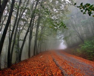 Δρόμος στο Παγγαίο (πηγή: Shutterstock)
