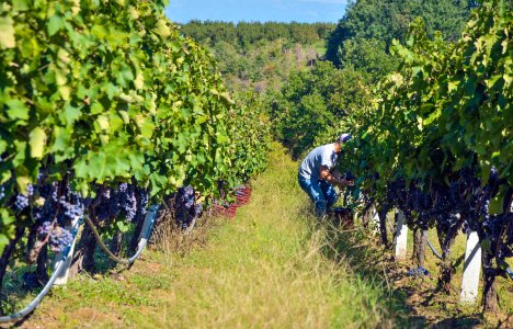 VAENI - Naoussa: A journey into the heart of winemaking tradition