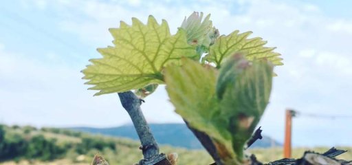 Barafakas Winery